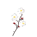 Fleur d'abricotier.png