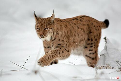 Lynx esp.jpg