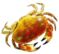 Crabe.gif