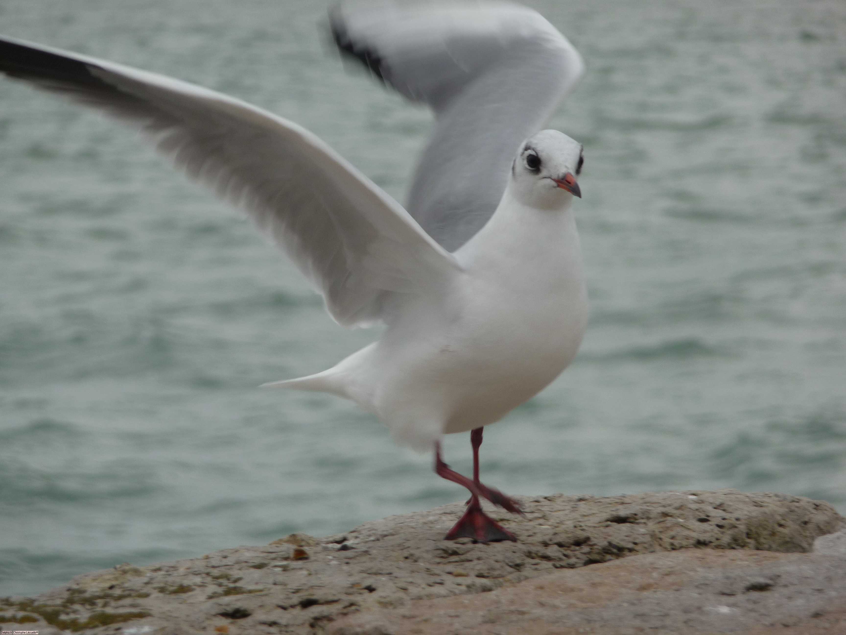 Mouette.jpg