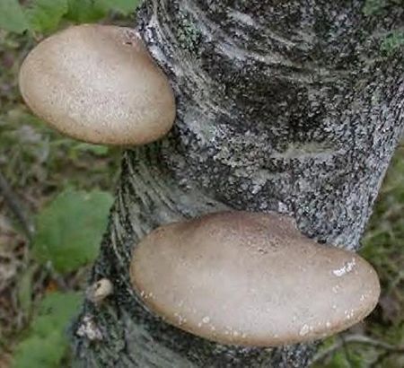 Polypore esp.jpg