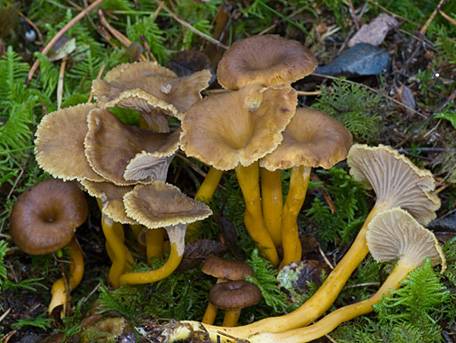 Chanterelle esp.jpg