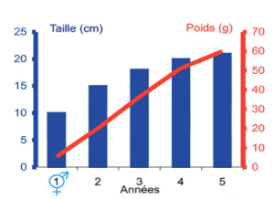 Taille Anchois.png