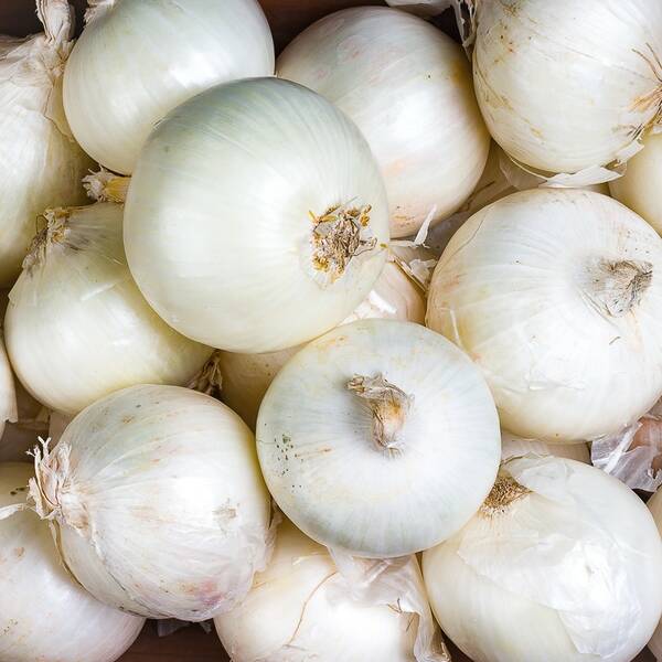 Fichier:Oignonblanc esp.jpg