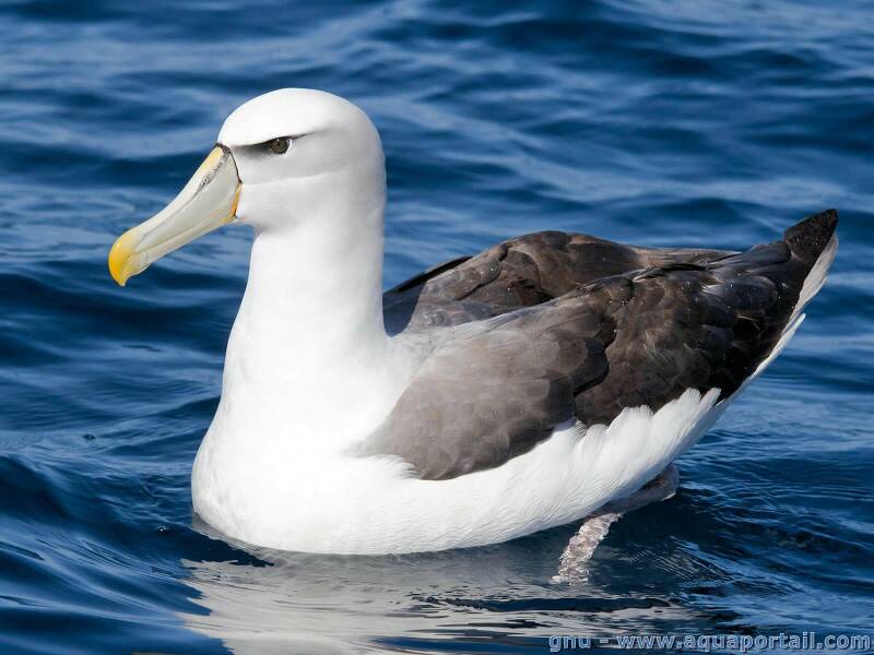 Fichier:Albatros esp.jpg