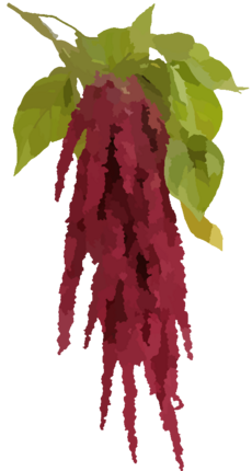 Plante9.png