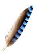 Plumetravailléimage.png