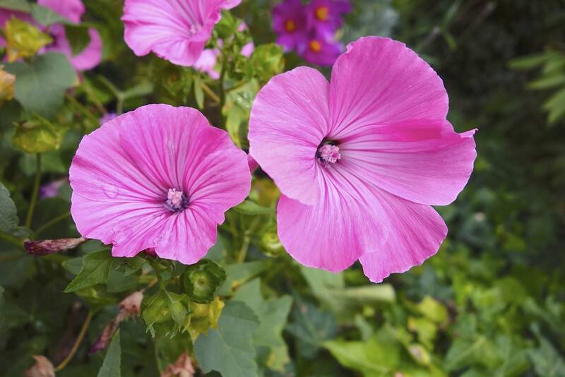Fichier:Mauve esp.jpg
