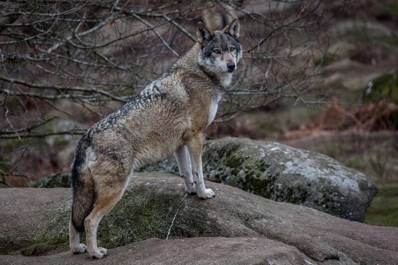 Fichier:Loup esp.jpg