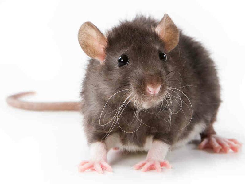 Fichier:Rat.jpg