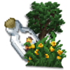 Botanique Ciaran.png