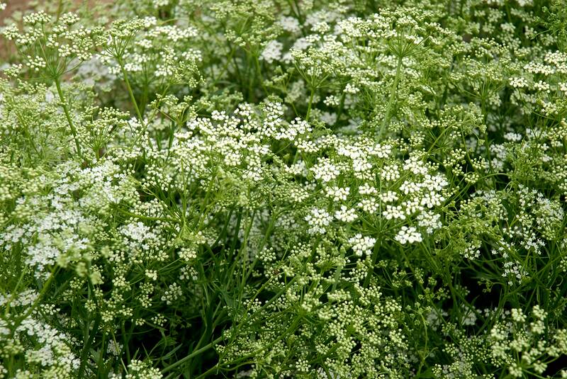 Fichier:Anisfleur esp.jpg