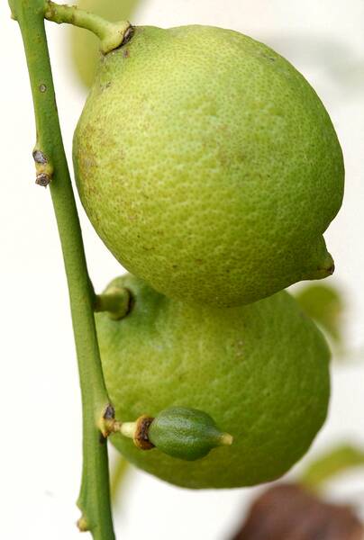 Fichier:Citronjaunevert esp.jpg