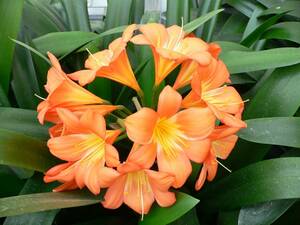 Clivia.jpg