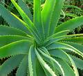 Aloevera esp.jpg