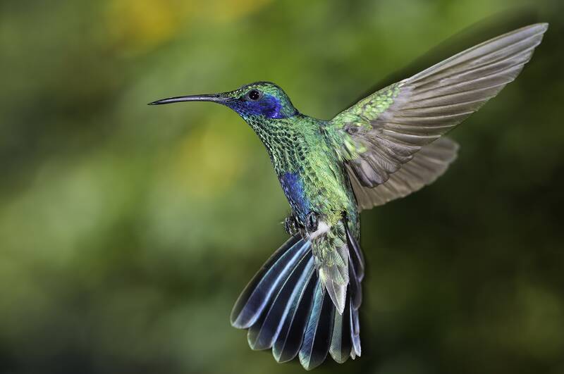 Fichier:Colibri.jpg