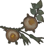 Plante 13.png