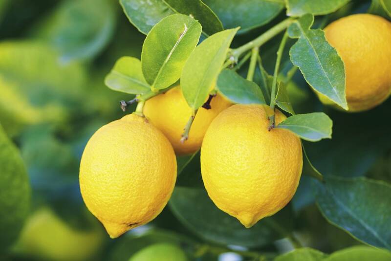Fichier:Citronjaune esp.jpg