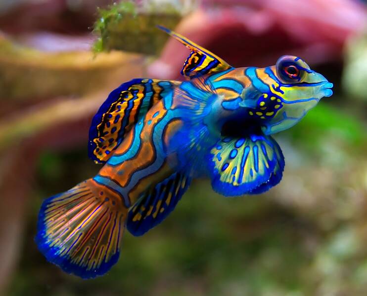 Fichier:Poisson-mandarin.jpg