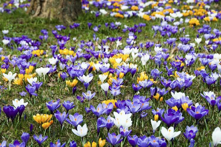 crocus-sativus-wiki-speria