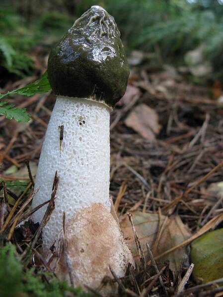 Fichier:Phallus impudique esp.jpg