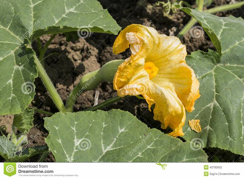 Fichier:Doubeurrefleur esp.jpg