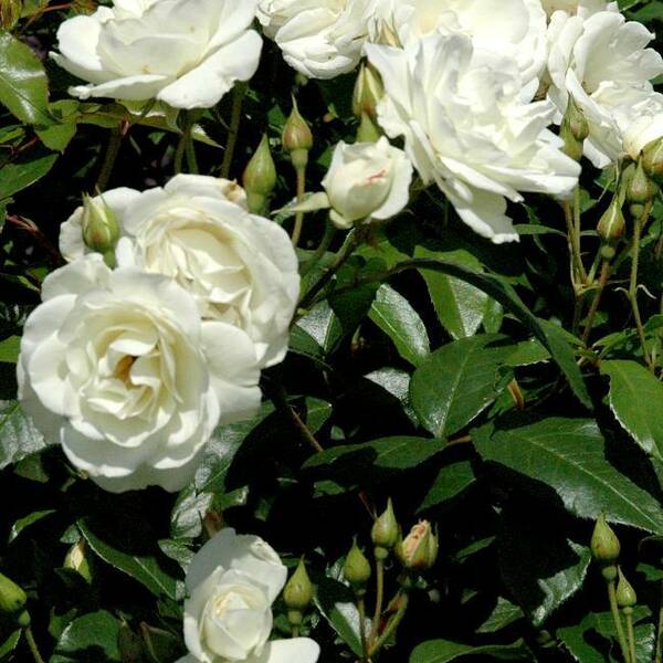 Fichier:Roseglace esp.jpg