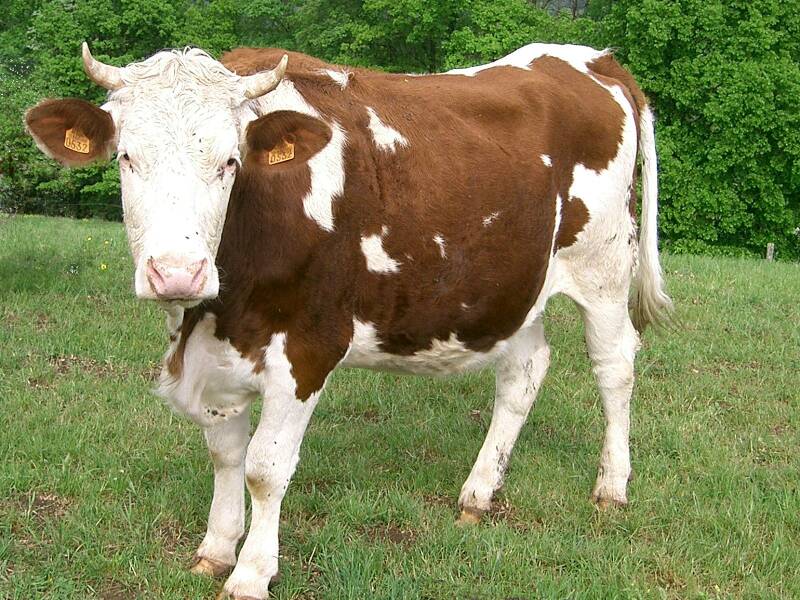Fichier:Vache.jpg