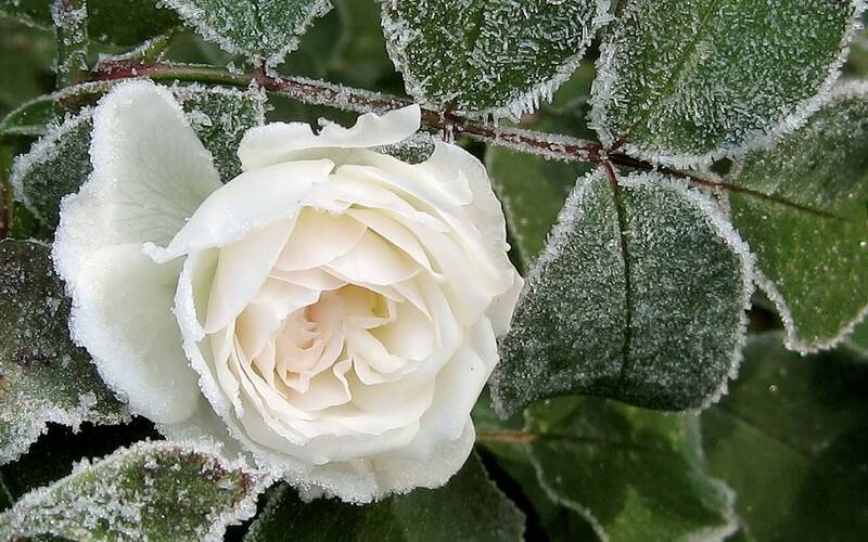 Fichier:WhiteRoseStellarose.jpg