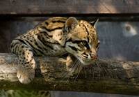 Ocelott.jpg}}