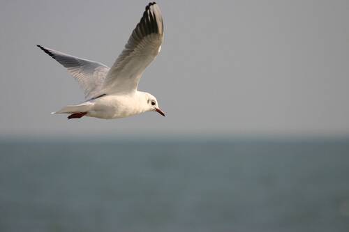 Mouette esp.jpg