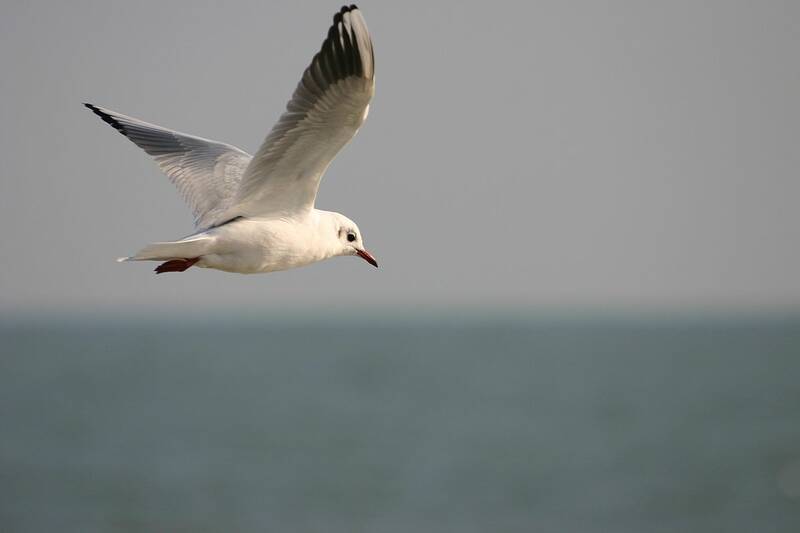 Fichier:Mouette esp.jpg