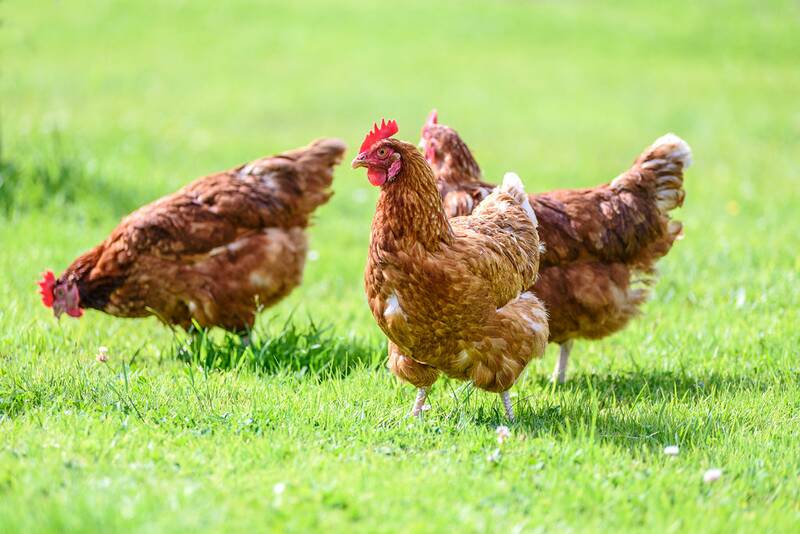 Fichier:Poule.jpg
