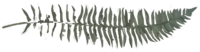 Plante8.png
