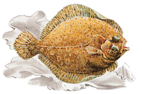 Turbot.png}}