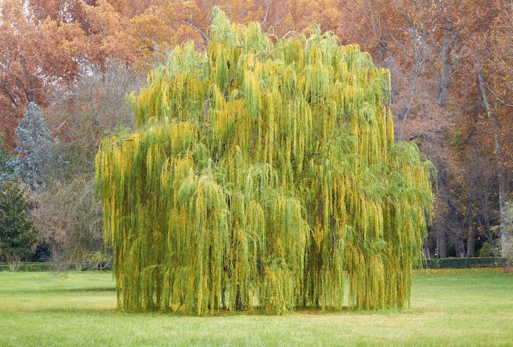 Saule — Wiki'speria