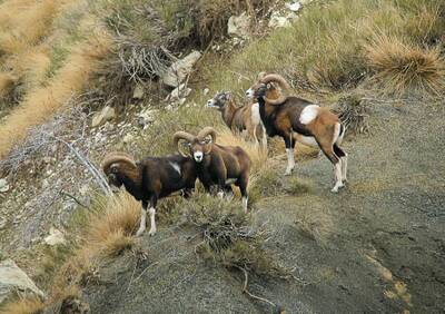 Mouflon esp.jpg