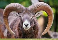 Mouflon.jpg}}