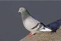 Pigeon_esp.jpg}}