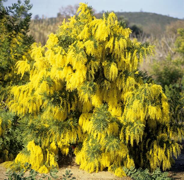 Fichier:Acacia esp.jpg