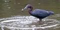 Aigrette Bleue esp.jpg