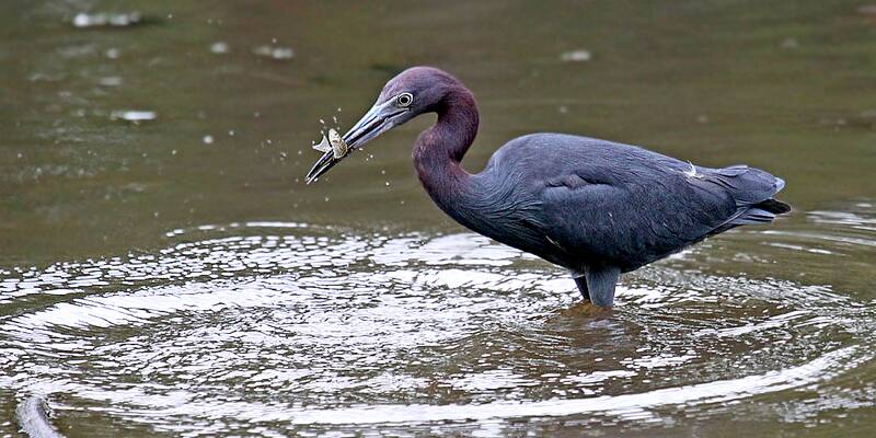 Fichier:Aigrette Bleue esp.jpg