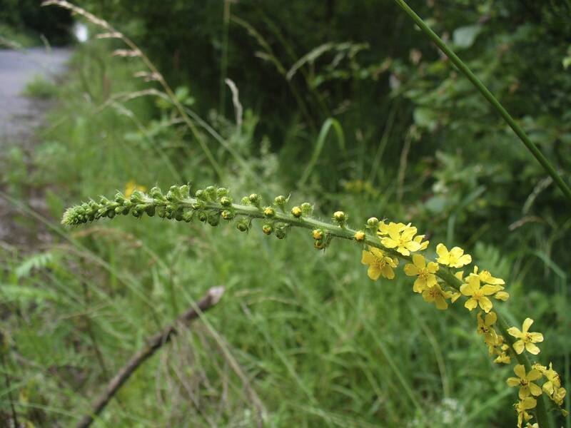 Fichier:Aigremoinefleursprogression esp.jpg