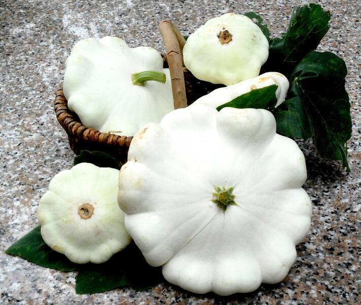 Fichier:Pâtissonblanc esp.jpg
