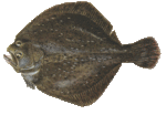 Turbot.gif