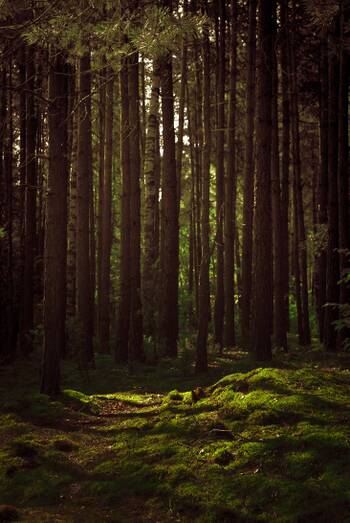 Forest .jpg