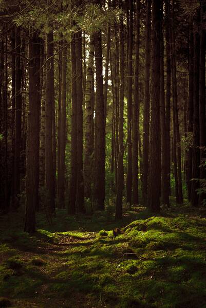 Fichier:Forest .jpg