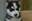 Myrkrio chiot.jpg