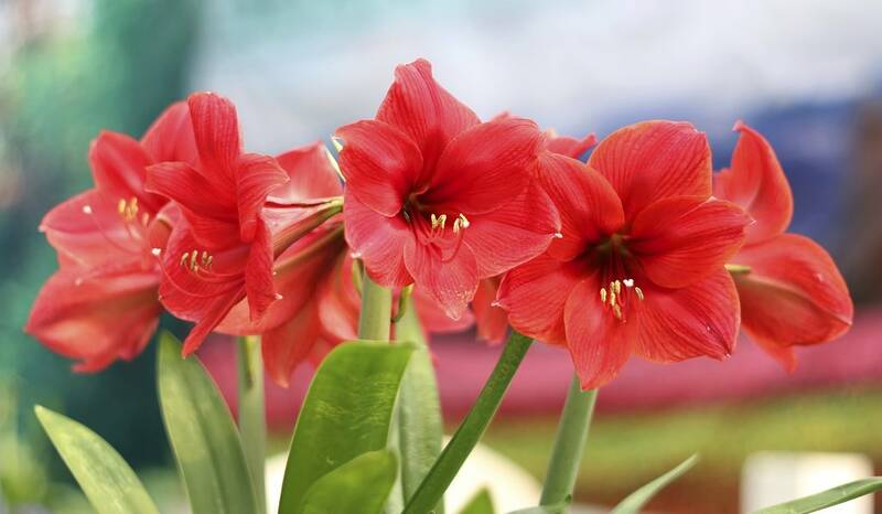 Fichier:Amaryllis.jpg