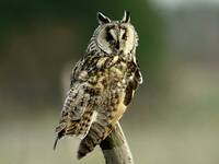 Hibou_esp.jpg}}